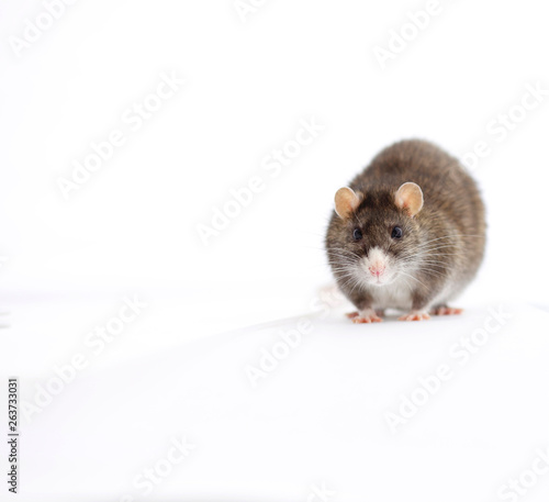 Gray rat on a white background