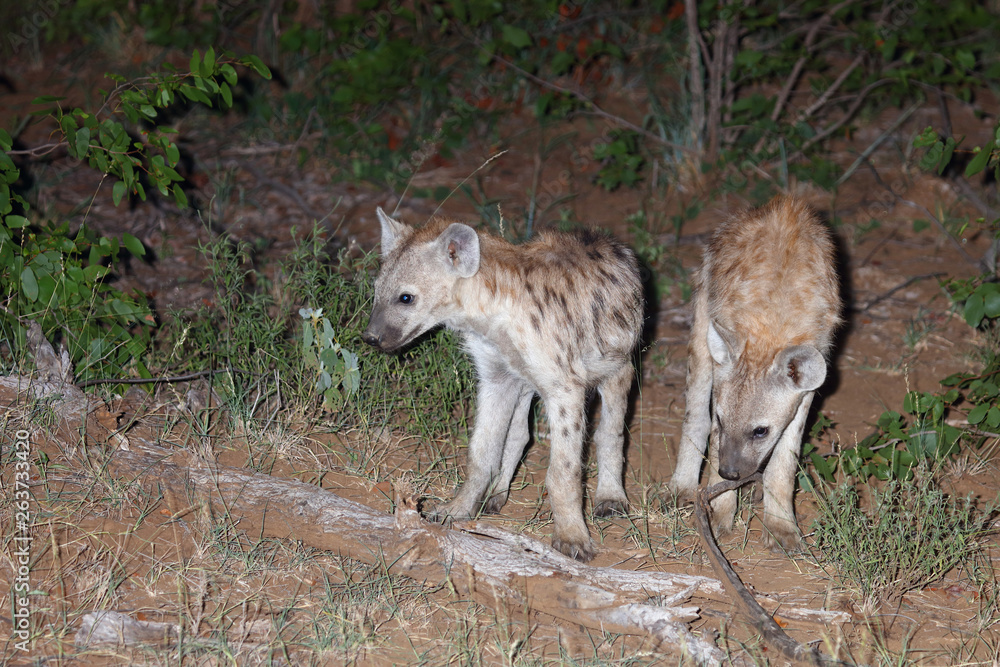 Tüpfelhyäne / Spotted Hyaena / Crocuta crocuta. Tüpfelhyäne / Spotted Hyaena / Crocuta crocuta.