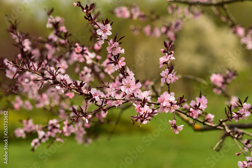 Beautiful blossom sakura flowers in spring © Anna