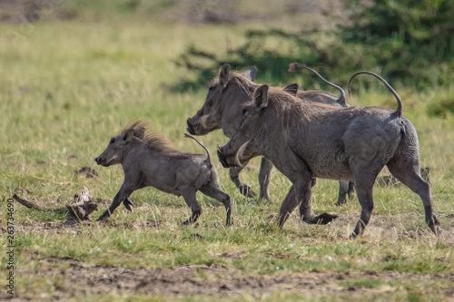 wildebeest in serengeti national park tanzania africa