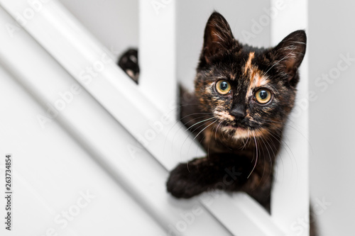 A small young cat / kitten playing and peaking through the rails of a house staircase
