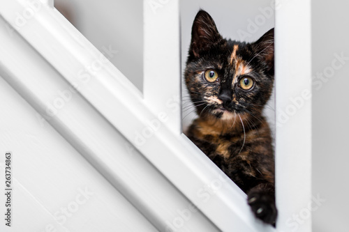 A small young cat / kitten playing and peaking through the rails of a house staircase © Stephen Davies