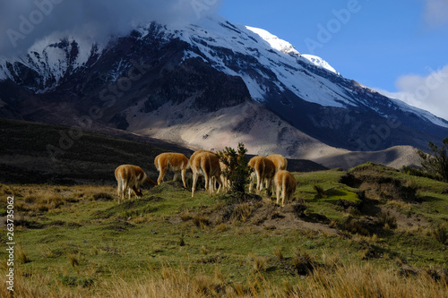 Vicunjas in front of Chimborazo, Ecuador