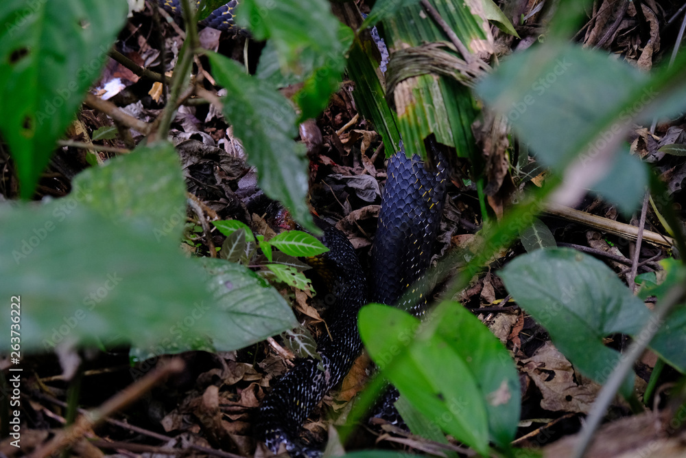 Obraz premium Tiger Rat Snake in the Jungle of Ecuador