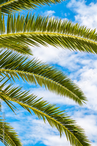 Palm tree fronds against sunny cloudy summer sky at Kavala, Greece