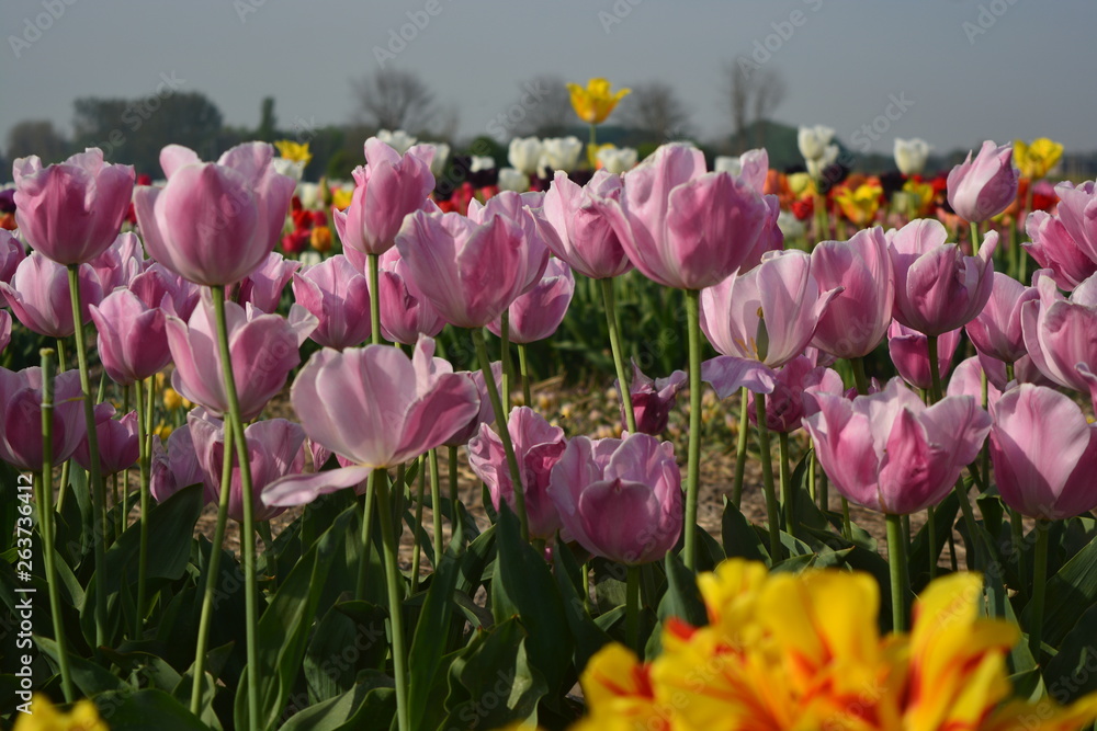 field of pink tulips with colorful background tulip and sky field of pink tulips with colorful background tulip and sky