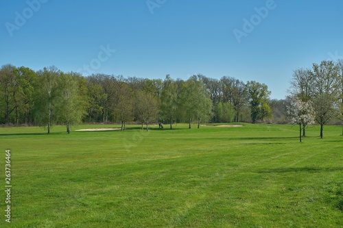 Idyllic golf course with forest and sand bunker. Spring landscape.