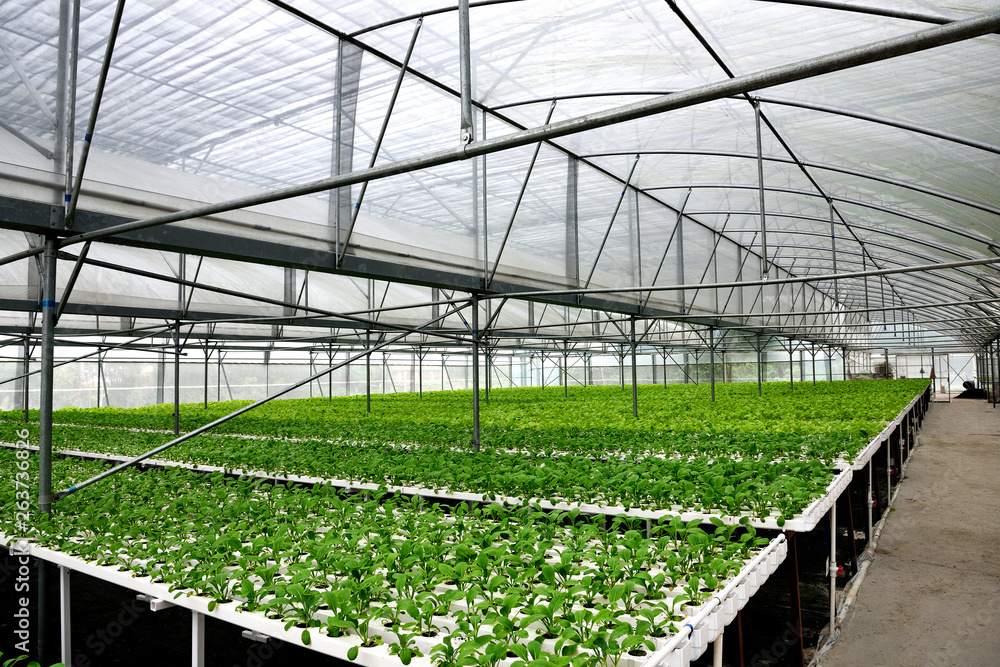 Fototapeta premium In the commercial greenhouse soilless cultivation of vegetables