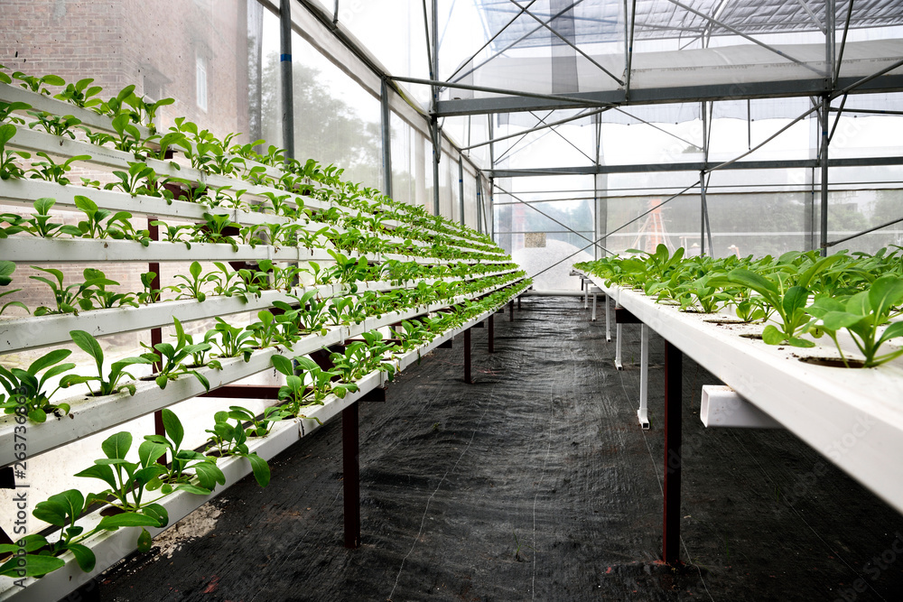 In the commercial greenhouse soilless cultivation of vegetables