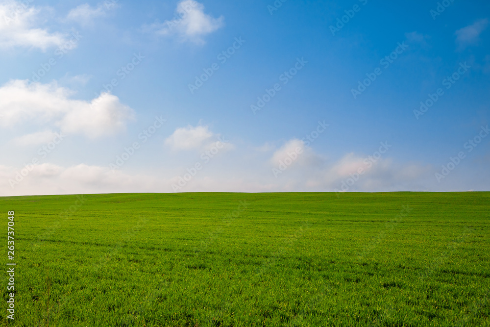 Beatiful morning green field with blue sky and clouds