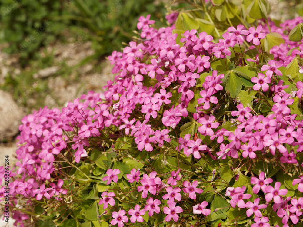 Oxalis articulés de couleur rose vif (Oxalis articulata) Oxalis articulés de couleur rose vif (Oxalis articulata)