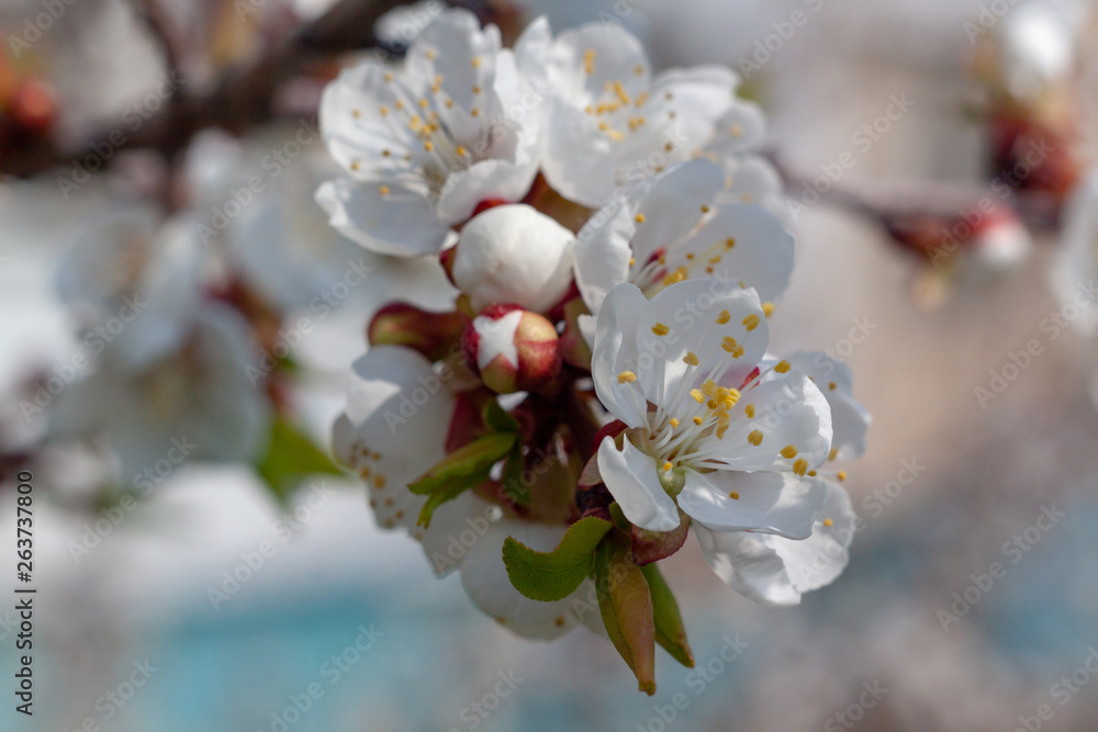Fototapeta premium Flowers of white cherry.