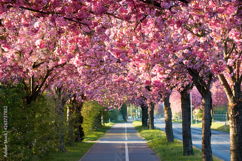 Allee von blühenden Kirschbäumen im Frühling in der Innenstadt von Magdeburg photo