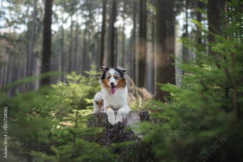 Australian Shepherd dog in the forest. pet for a walk