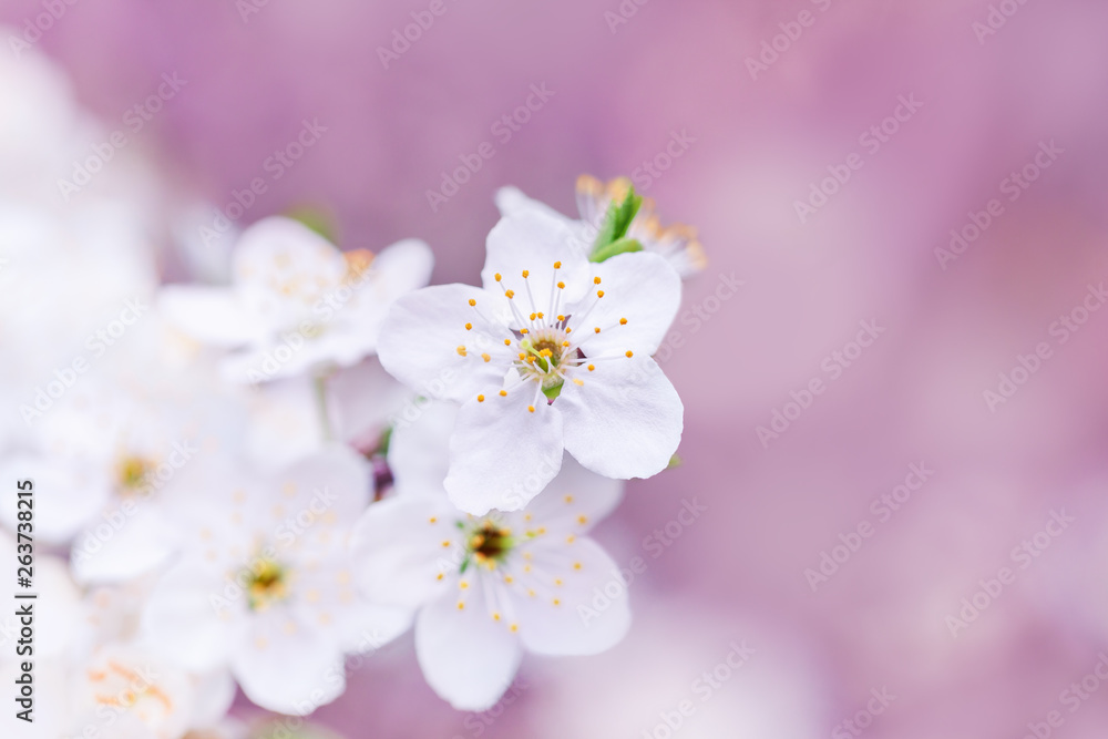 Tender fruit tree flowers on pink background Tender fruit tree flowers on pink background