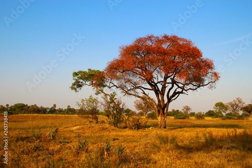 Baum im Okavango Delta