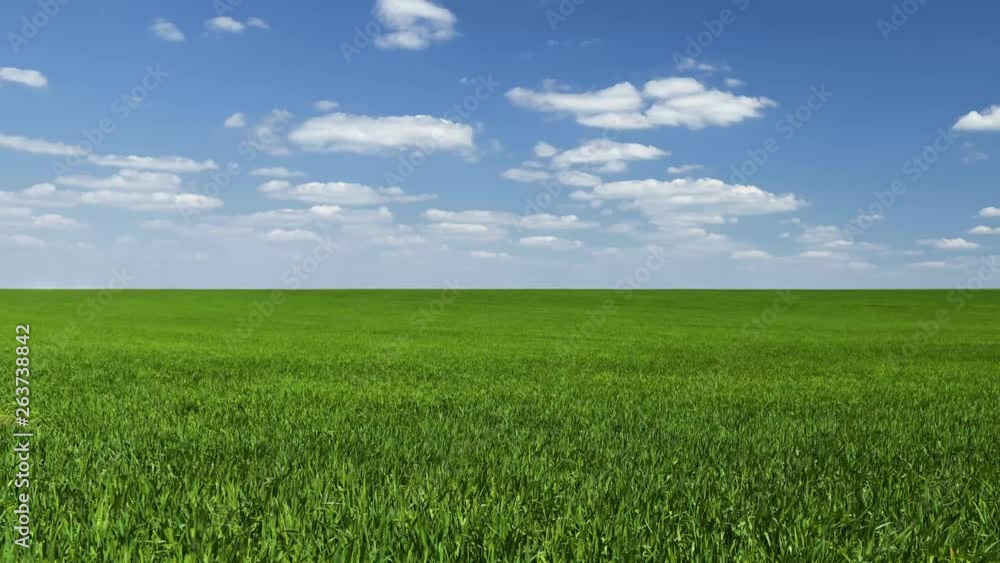 Timelapse of young wheaten sprouts in the field. Green grass closeup. Timelapse of young wheaten sprouts in the field. Green grass closeup.