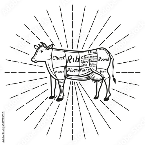 American cuts of beef diagram. Vector illustration.