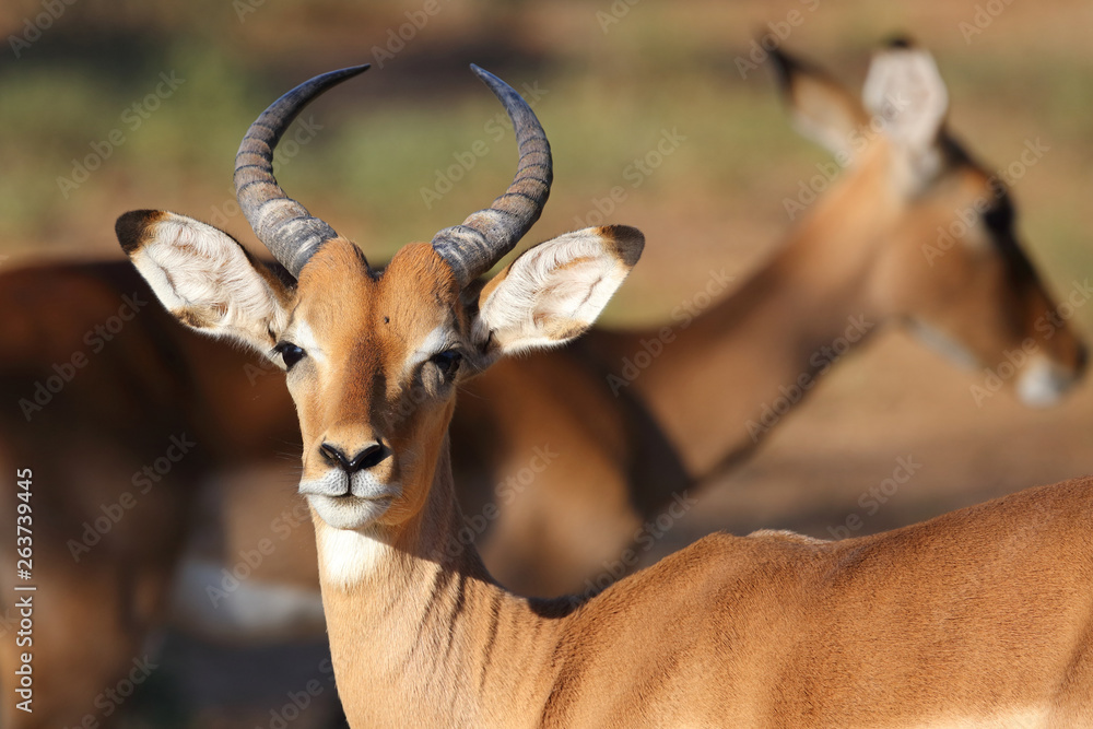 Naklejka premium Schwarzfersenantilope / Impala / Aepyceros melampus