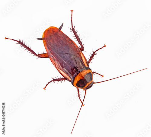 close-up cockroach isolated on a white top view