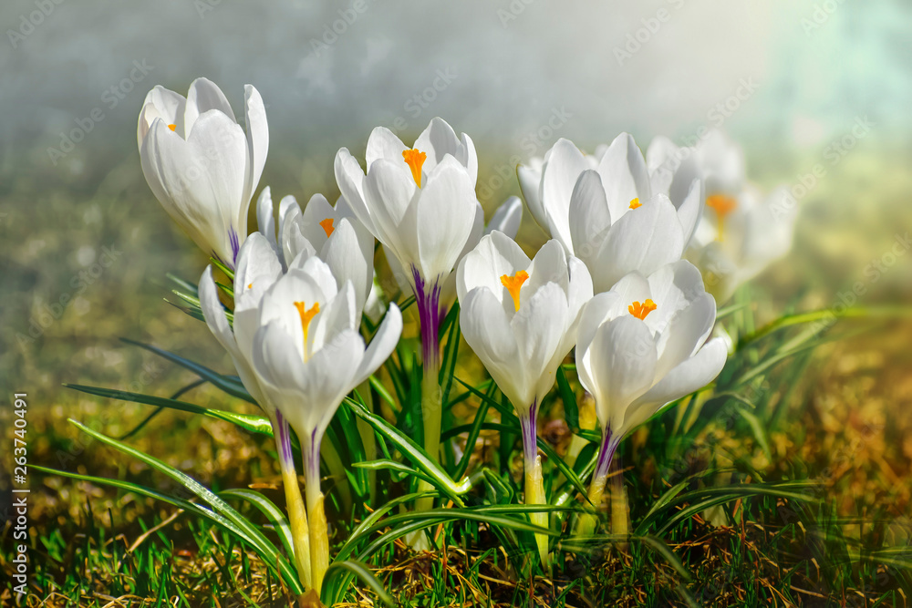 Crocus spring flowers Crocus spring flowers