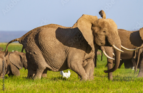Huge African elephant flaps big ears to communicate. Side view of Loxodonta africana with ivory tusks in Amboseli National Park, Kenya, Africa. Herd under blue sky on happy day © Nicola.K.photos
