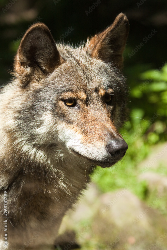 Fototapeta premium Wolf oder Grauwolf (Canis lupus)