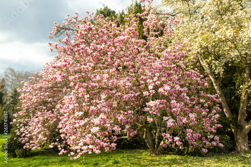 Saucer magnolia tree in full blossom