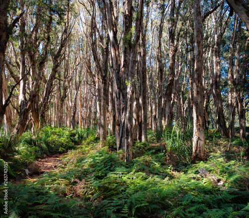 Photography Eucalyptus trees and ferns in Centennial Park in Sydney