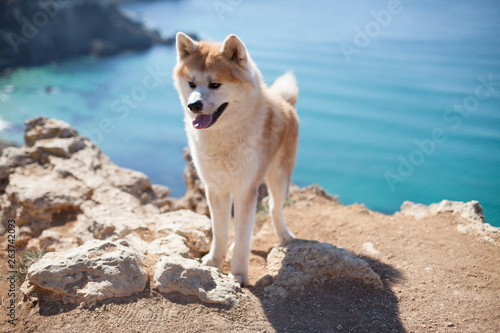 dog Japanese Akita inu on vacation at sea traveling