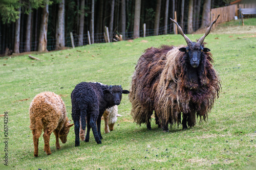 Das ungarische Zackelschaf