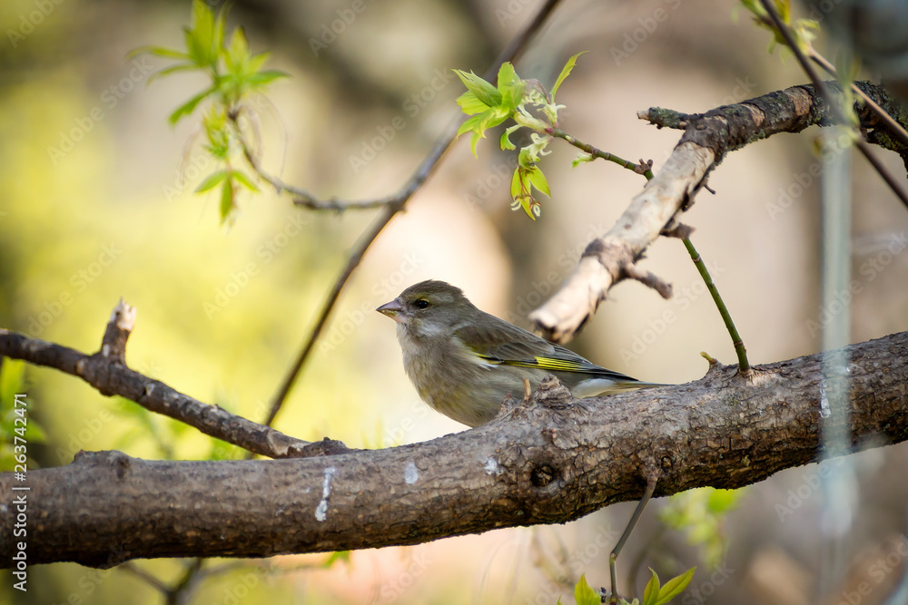 a lot of little funny birds sitting on a branch and looking curiously a lot of little funny birds sitting on a branch and looking curiously