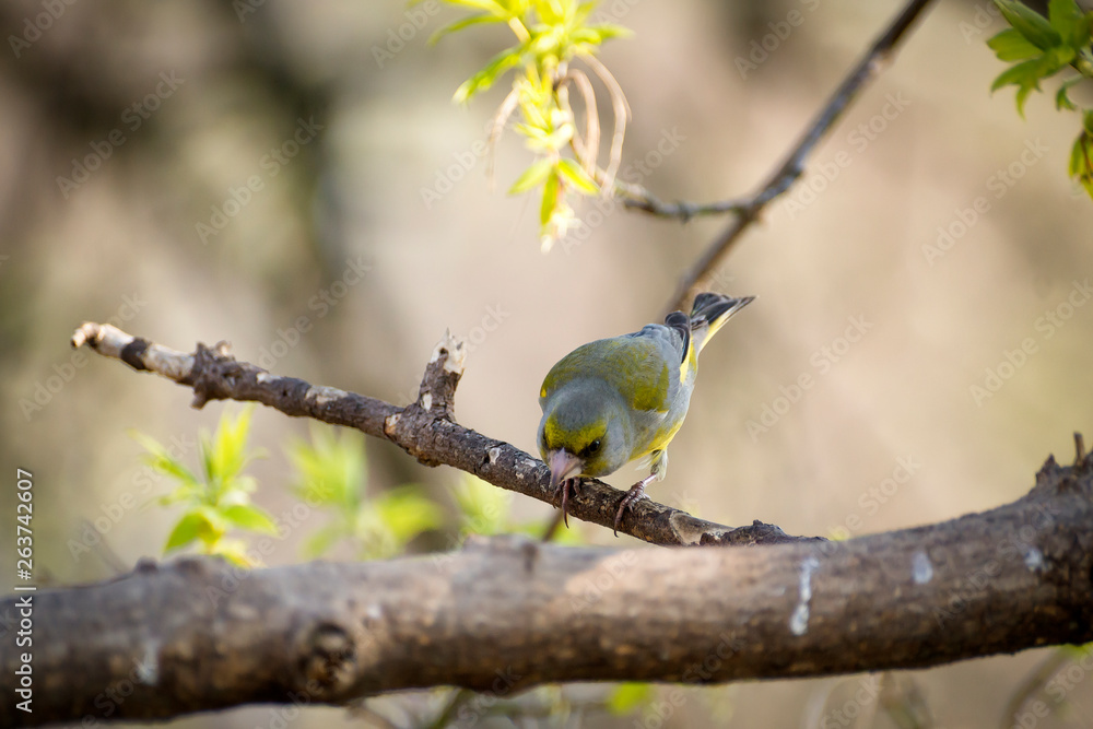 a lot of little funny birds sitting on a branch and looking curiously a lot of little funny birds sitting on a branch and looking curiously