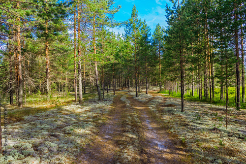dirt road in the morning pine forest