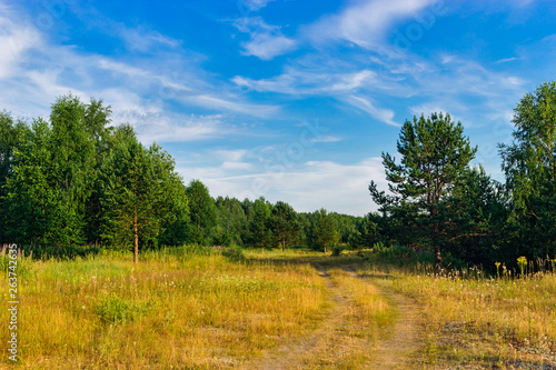 dirt road in the forest on a summer day
