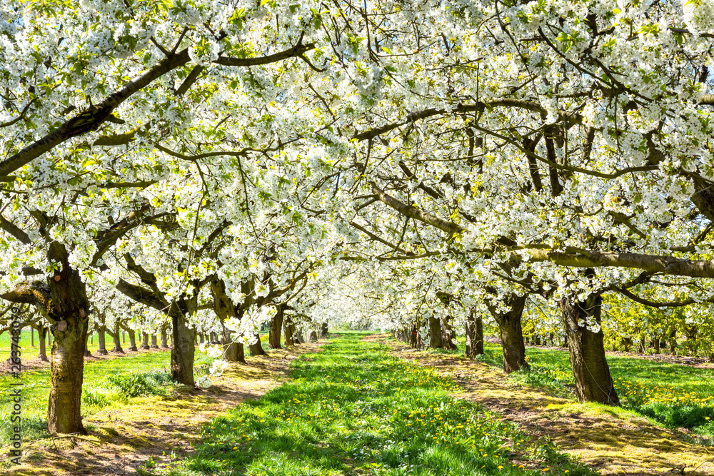 Naklejka premium Cherry tree blossom near Ockstadt