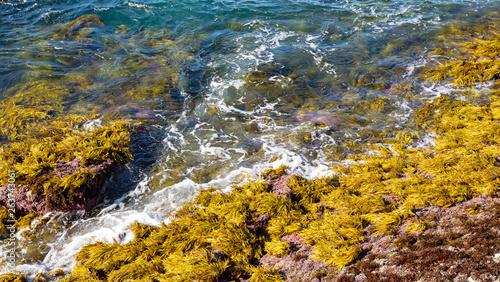 Yellow-green seaweed and clear water on a rocky beach photo