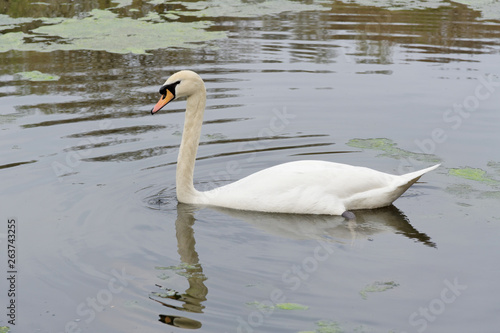 Swan on the lake in Sutton Park.