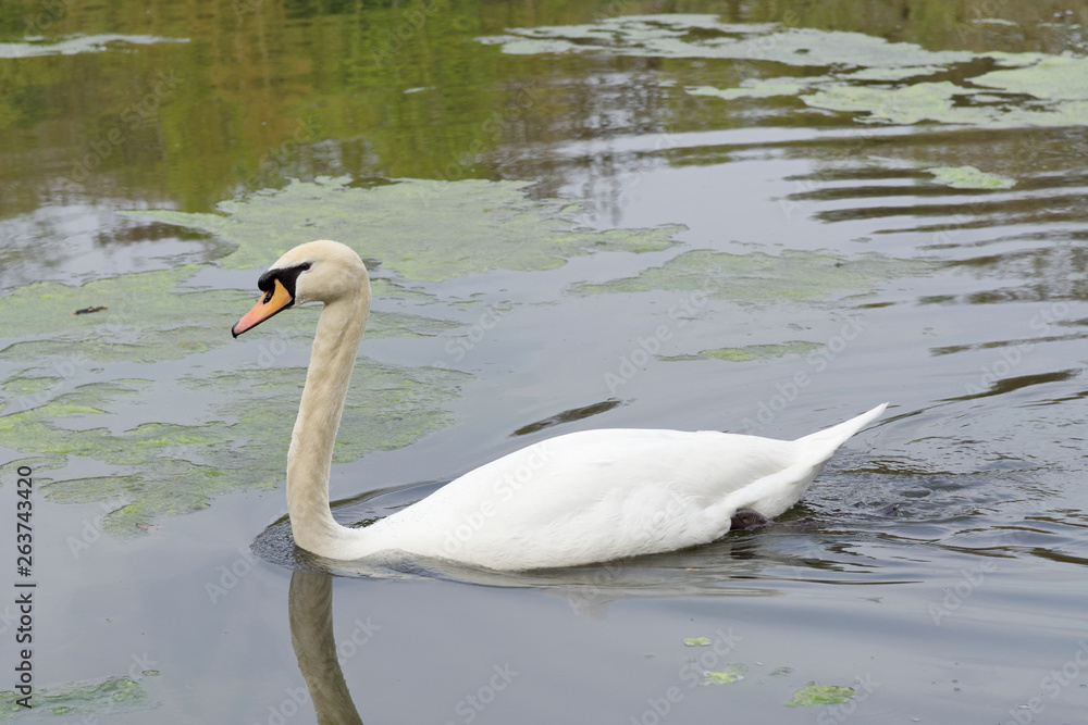 Obraz premium Swan on the lake in Sutton Park.