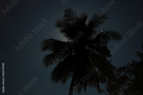 palm tree and moon