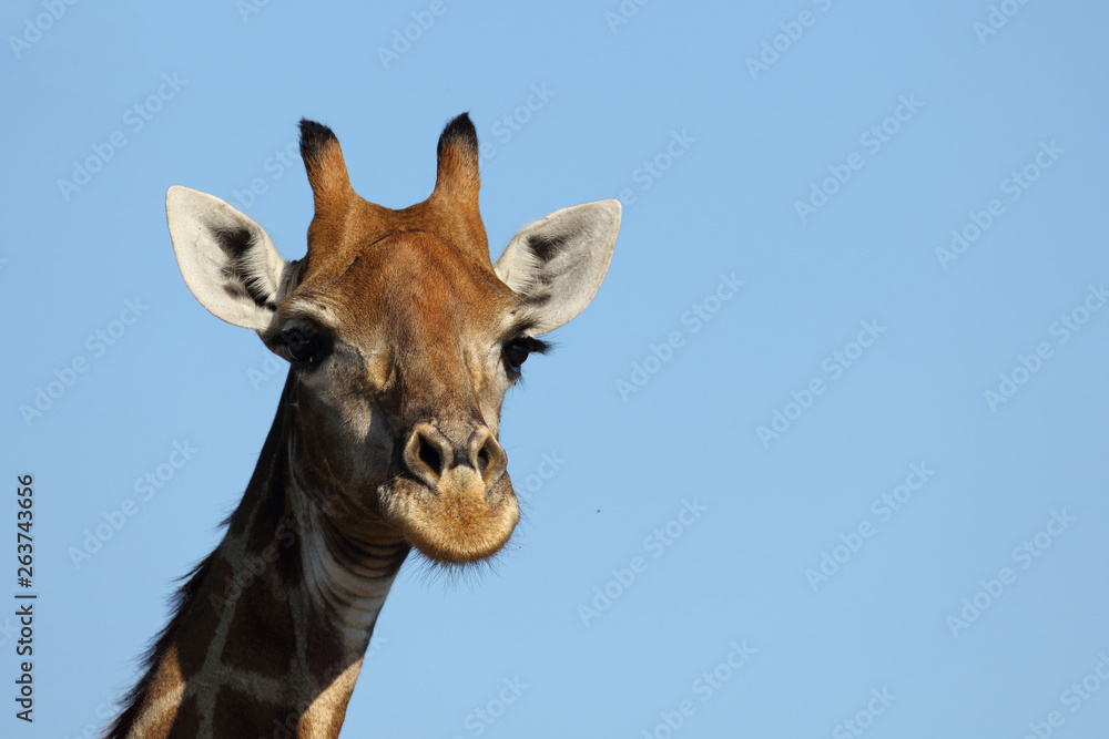 Naklejka premium Giraffe / Giraffe / Giraffa Camelopardalis
