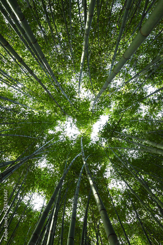  Bamboo forest. No people