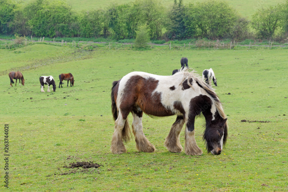 Horse in the pasture. Horse in the pasture.