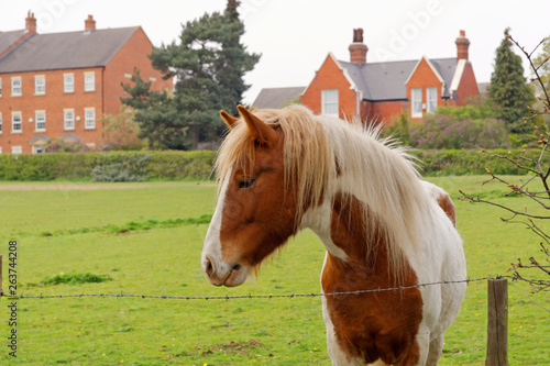 Close up of a horse's head in the pasture. photo