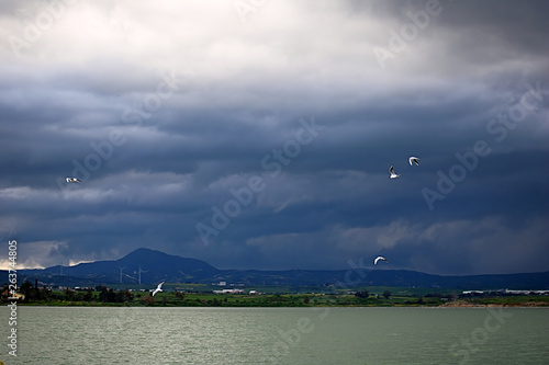 Seagulls are flying over salt lake in Larnaca, Cyprus © Gelia