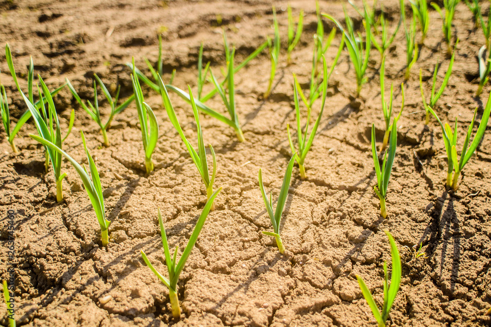 dry field of green onions dry field of green onions