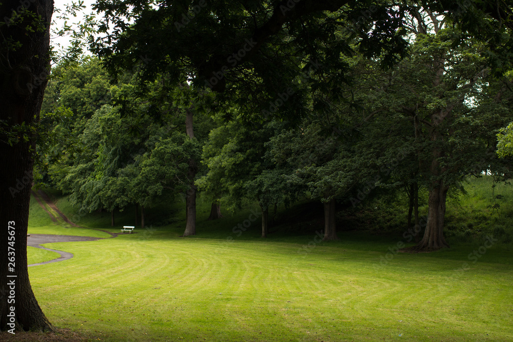 Fototapeta premium trees in the park