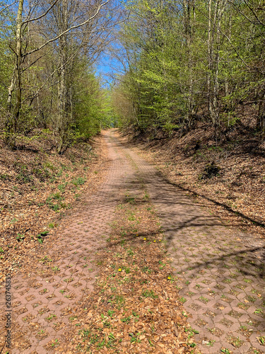 Pfalz Dahn - Lemberg im Frühling photo