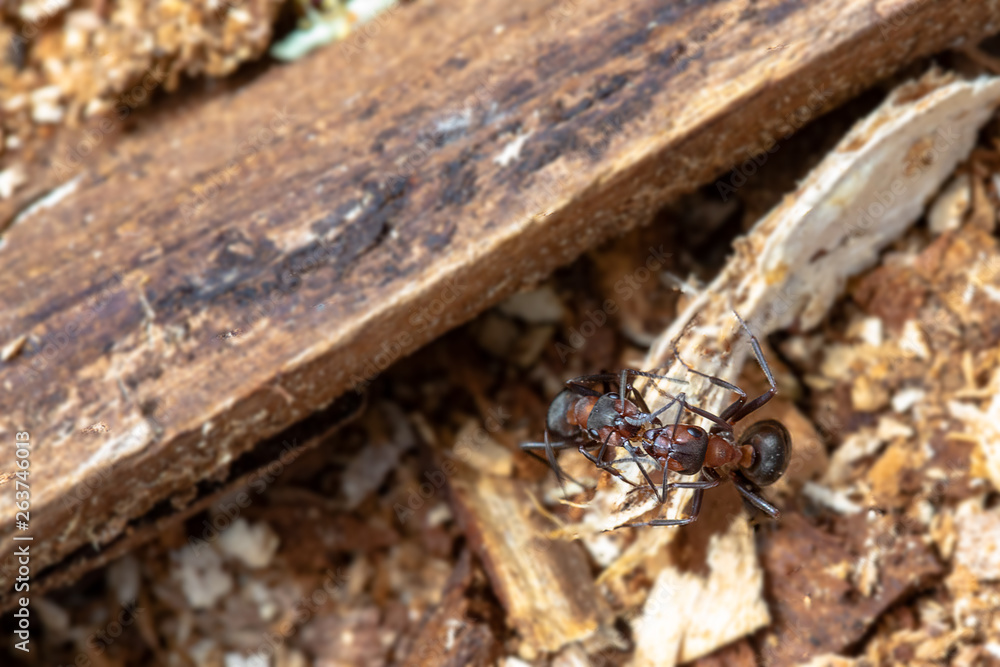 Obraz premium küssende ameisen