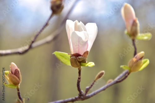 Beautiful pink magnolia flower on spring blossom tree. Blooming magnolia flowers with selective focus on blurred summer background. Flowering magnoliaceae tree. Pink magnolia blossom on sunny day 